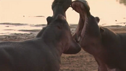 Africa River Wild (2016)