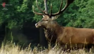 Attenborough's Natural Curiosities (2013)