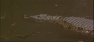 L'enfant lion (1993)
