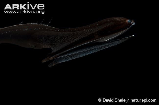 Pelican Eel | NatureRules1 Wiki | Fandom