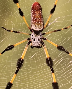 Golden Silk Orb-Weaver | NatureRules1 Wiki | Fandom