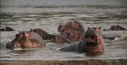 Wild Congo (2014)