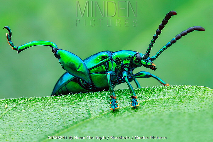 Frog-legged Leaf Beetle | NatureRules1 Wiki | Fandom