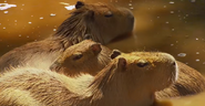 72 Cute Animals (2016)