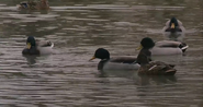 Animals in Love (2007)
