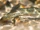 Brook Lamprey