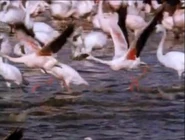 Eyewitness (1994-1997)