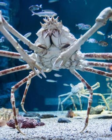 Japanese Spider Crab Naturerules1 Wiki Fandom