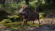 Common Warthog