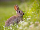 European Rabbit
