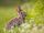 European Rabbit