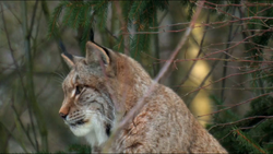 Eurasian Lynx, NatureRules1 Wiki