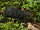 Black Agouti