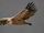 Griffon Vulture
