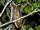 Crested Owl