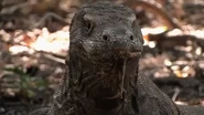 Asia's Wild Secrets (2021)