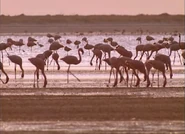 Botswana's Wild Kingdoms (2001)
