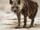 Brown Hyena