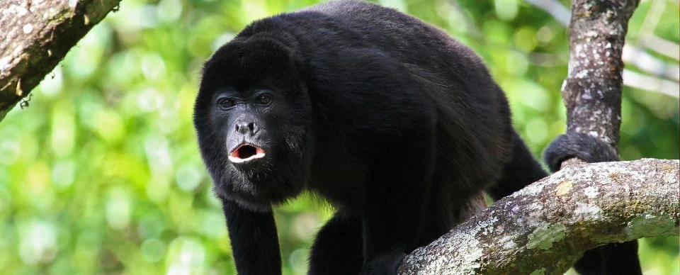 Black Howler | NatureRules1 Wiki | Fandom