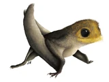 Anurognathus