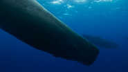 OceanXplorers (2024)
