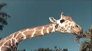 Schweppes Giraffe