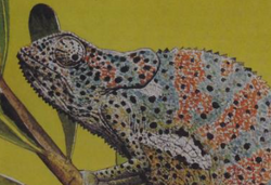 Flap-necked Chameleon | NatureRules1 Wiki | Fandom Flap-necked Chameleon | NatureRules1 Wiki | Fandom
