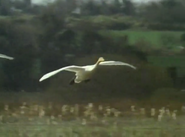 Wild Ireland (1985)