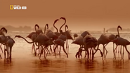 Wild Sri Lanka (2015)