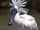 Royal Spoonbill