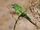 Blue-crowned Parakeet