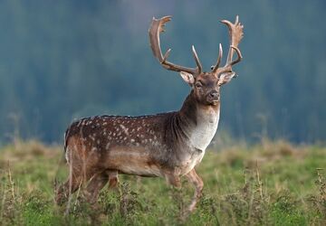 Fallow Deer, Adopt Me! Wiki