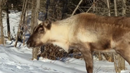 Animal Espionage (2019)