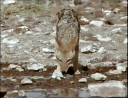 Desert of Mist (1992)