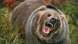 Grizzly