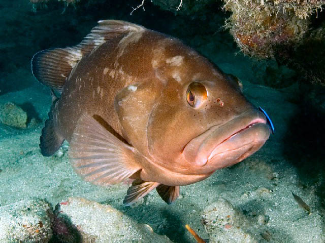 Red grouper sale