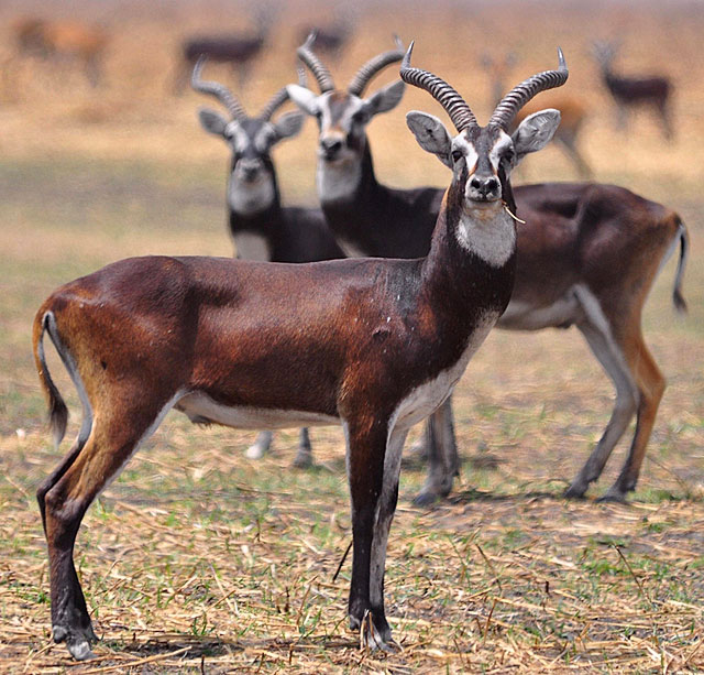 The Great Rift: Africa's Wild Heart - Wikipedia