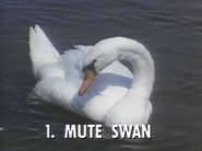 Wild Guess (1988)