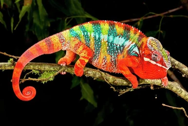 African Chameleon | NatureRules1 Wiki | Fandom