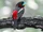 Black-and-red Broadbill
