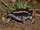 Banded Rubber Frog
