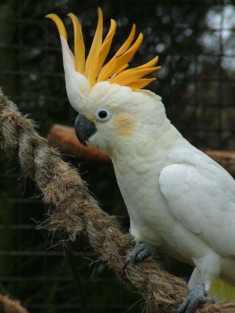 yellow cockatoo