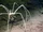 Giant Sea Spider