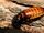 Madagascar Hissing Cockroach