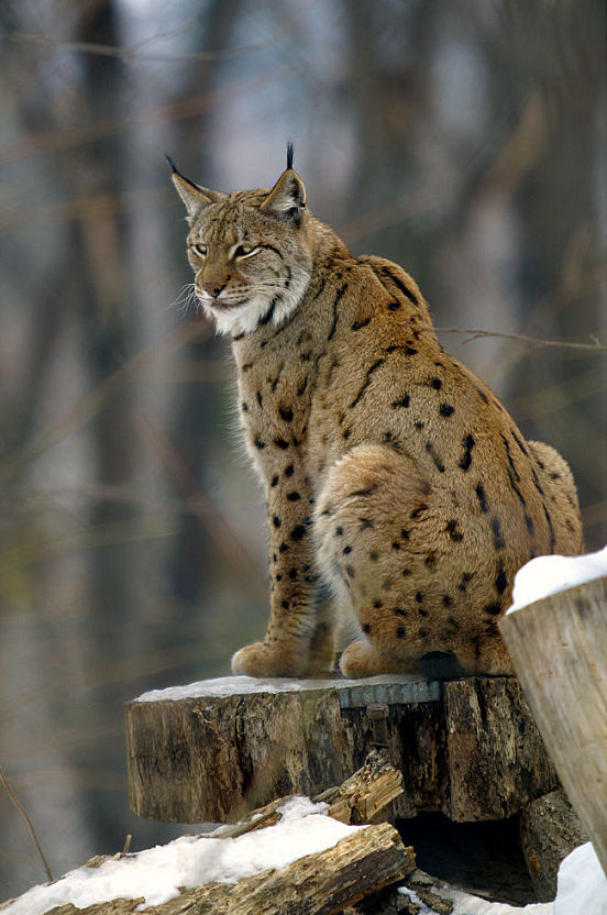 Eurasian Lynx, NatureRules1 Wiki