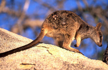 Black-flanked Rock Wallaby, NatureRules1 Wiki