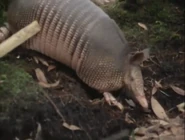 Wild America (1982-1994)