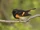 American Redstart