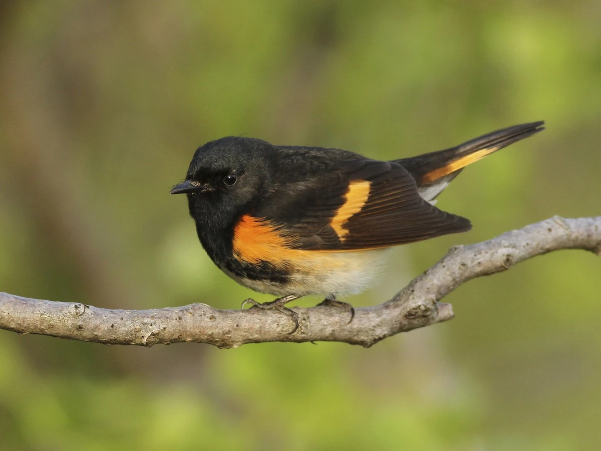 American Redstart | NatureRules1 Wiki | Fandom