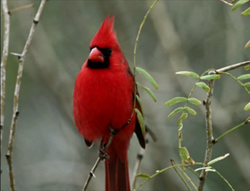 Nature's Ways: Northern Cardinal — The Christmas Bird